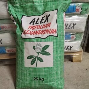 trifolium alexandrinum alex